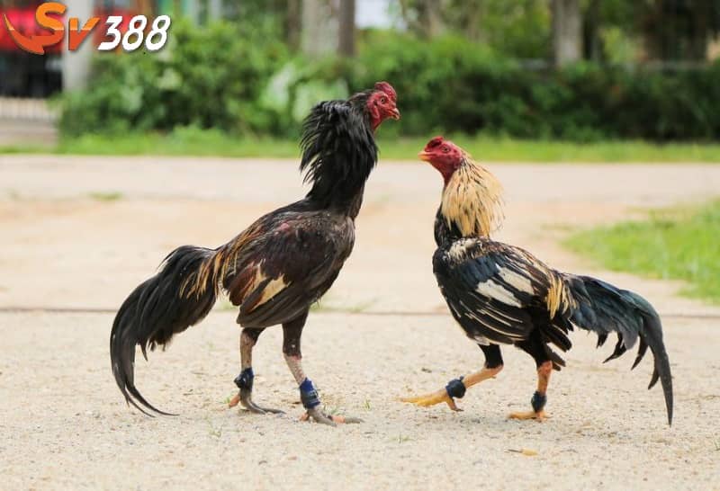 Hình thức chấp bạc khi đá gà tre